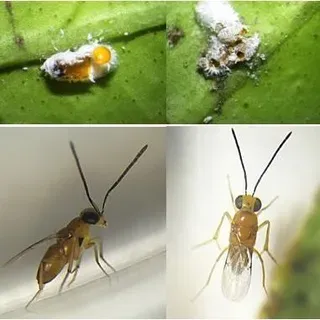 thumbnail for publication: Leptomastix dactylopii Howard (Hymenoptera: Encyrtidae): parasitoid of mealybugs (Hemiptera: Pseudococcidae)